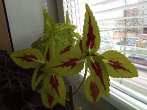 Fotografie pořízená tabletem Lenovo Tab M11