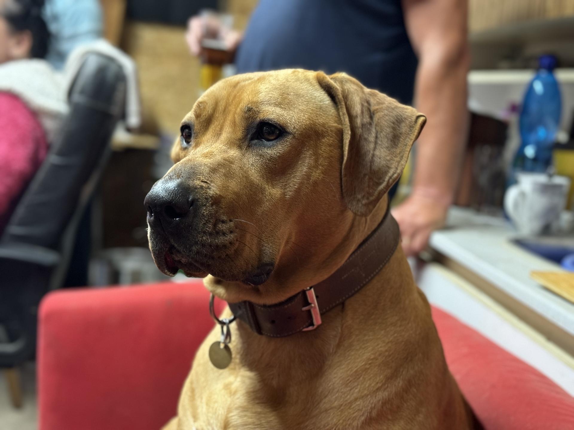 iPhone 15 Pro Max (portrét, 24 mm, 2×)