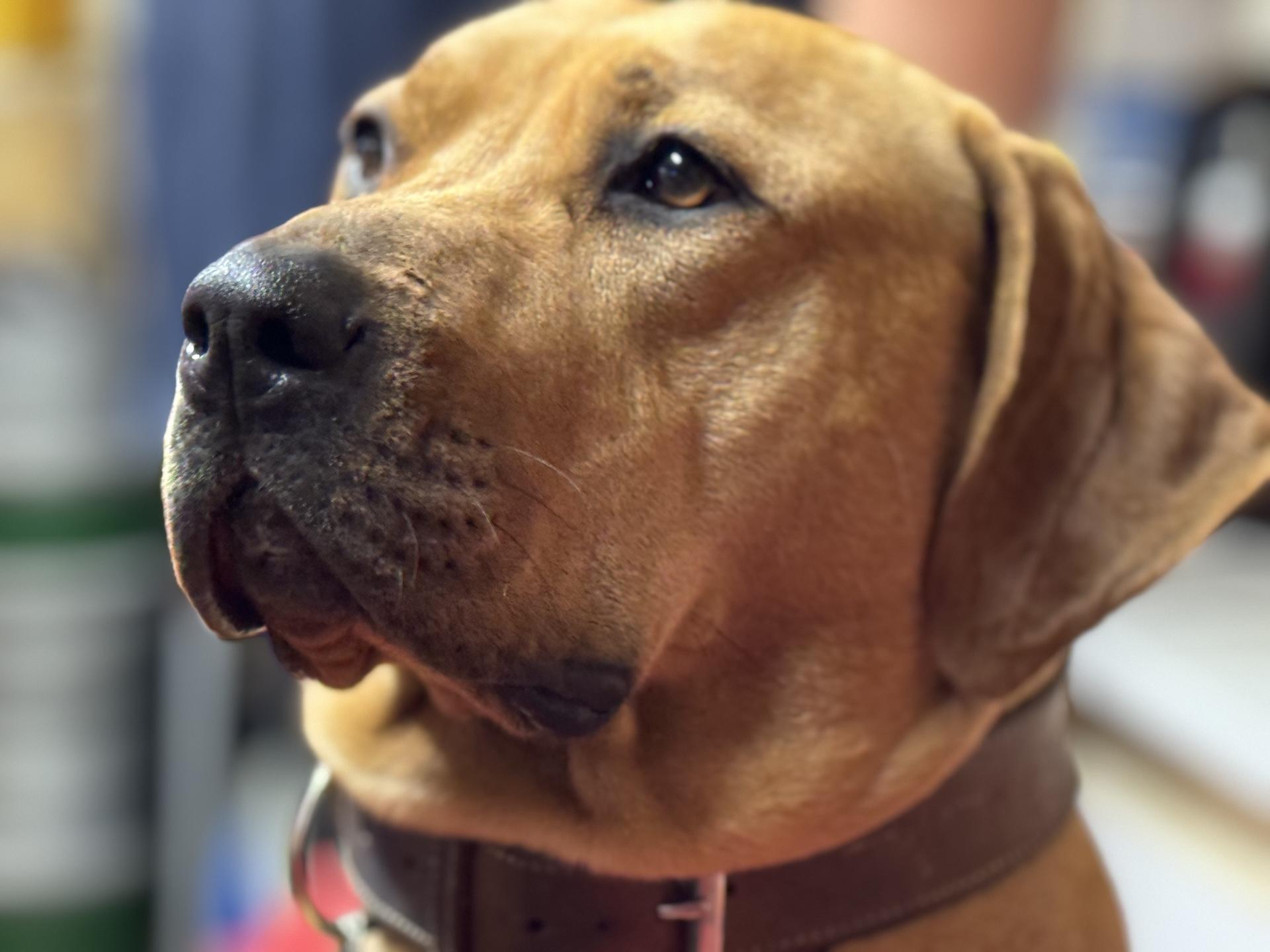 iPhone 15 Pro Max (portrét, 120 mm, 5×)