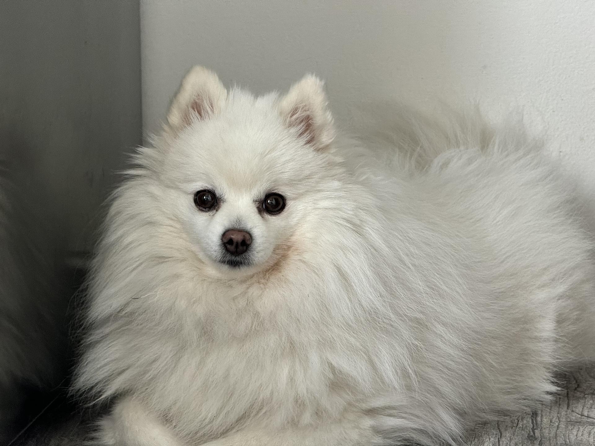 iPhone 15 Pro Max (5× zoom)