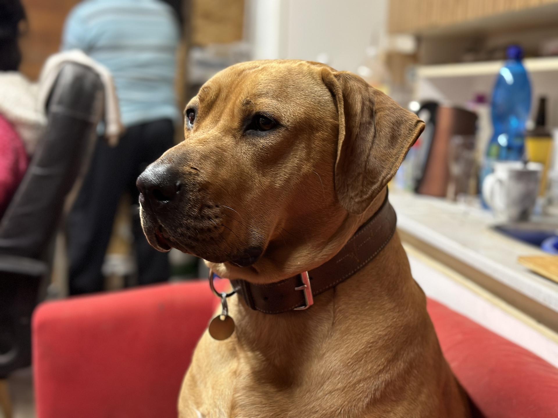 iPhone 14 Pro Max (portrét, 24 mm, 2×)