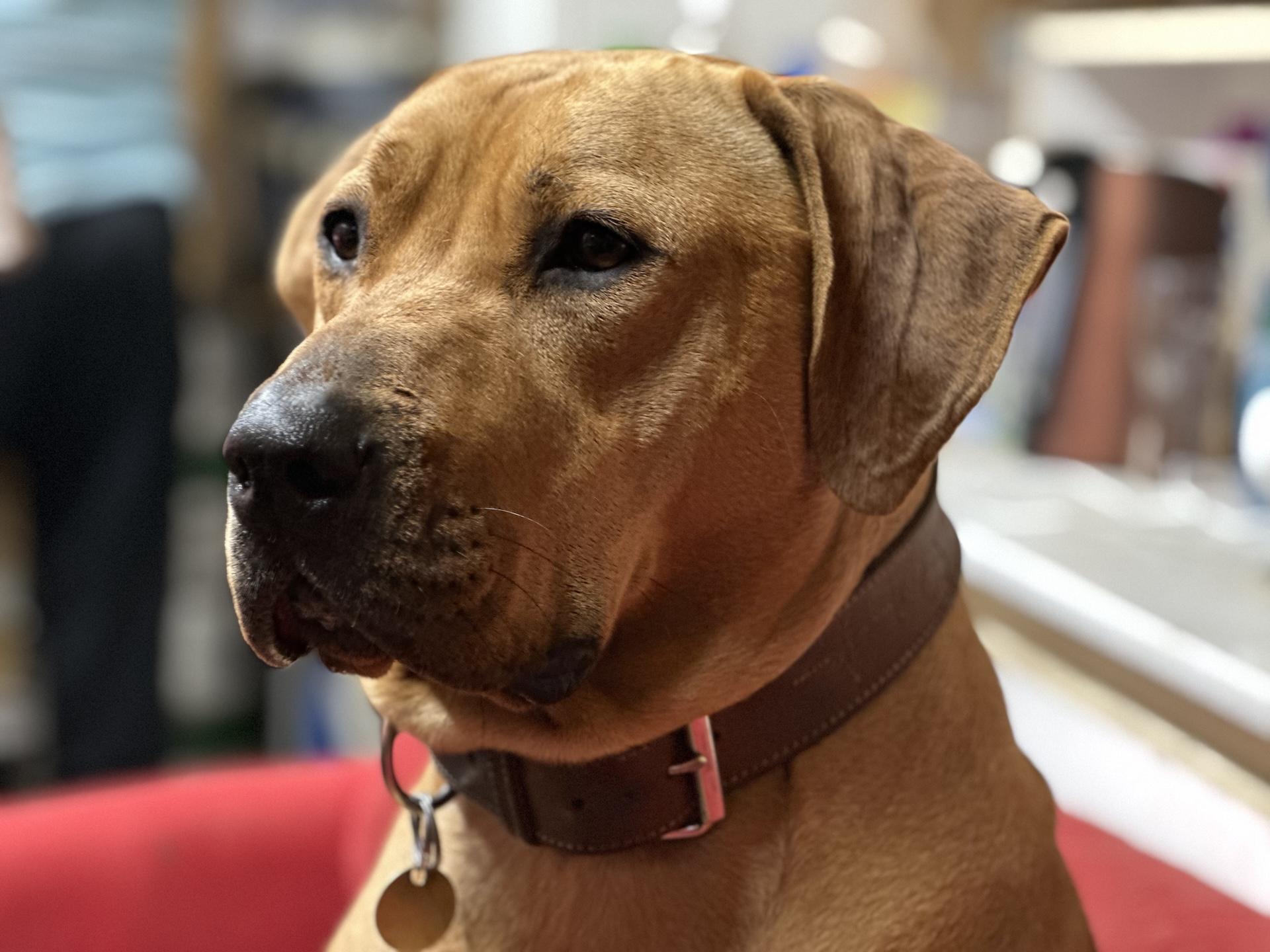 iPhone 14 Pro Max (portrét, 77 mm, 3×)