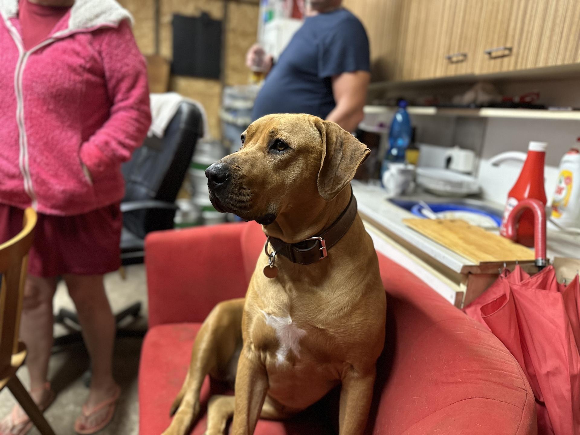 iPhone 14 Pro Max (portrét, 24 mm)