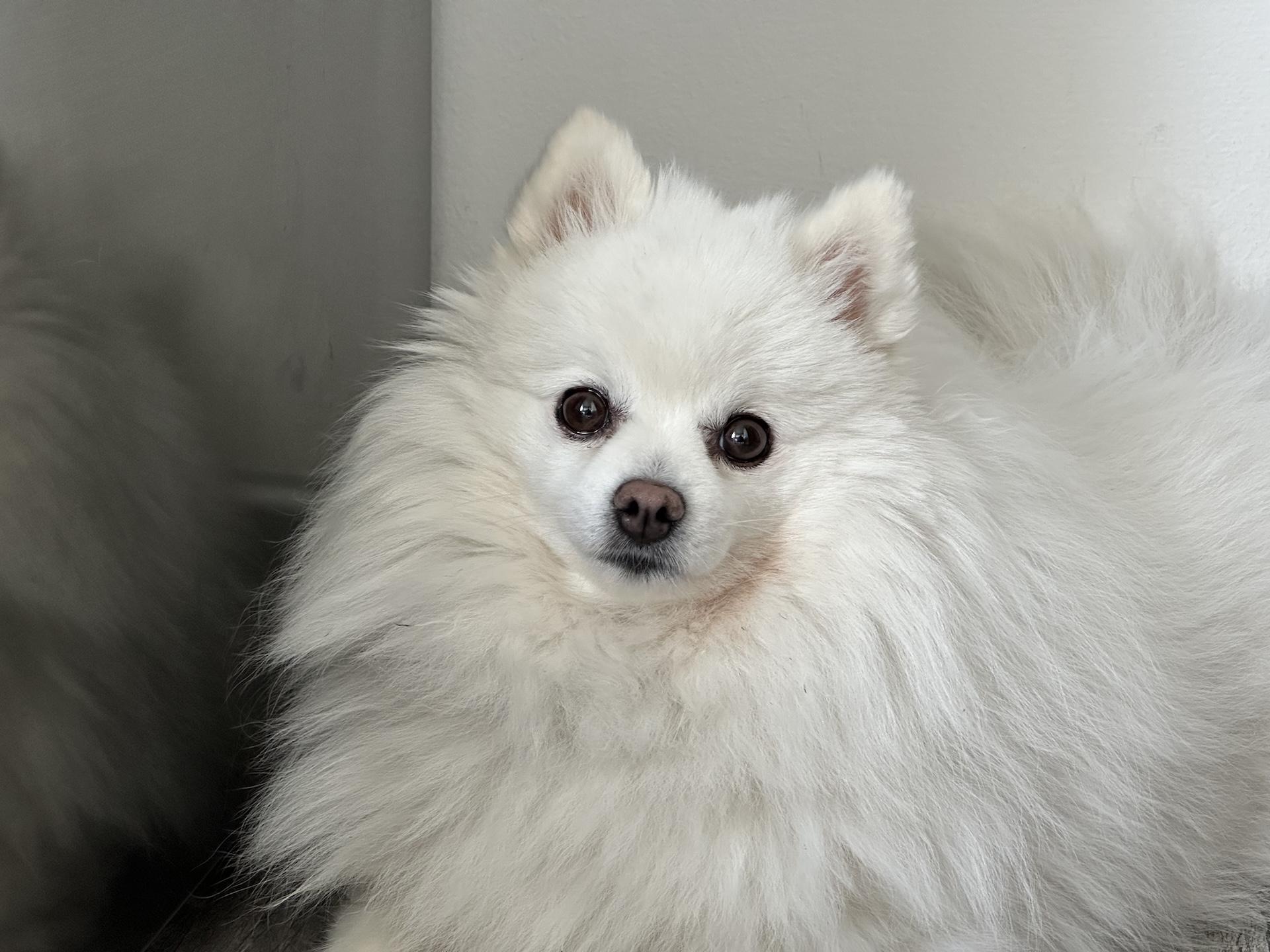 iPhone 14 Pro Max (3× zoom)