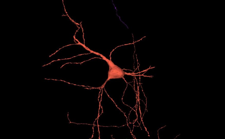 Neuron se dvěma axony Neuron se dvěma axony