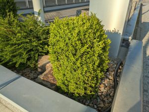 google pixel 8a – hlavní fotoaparát