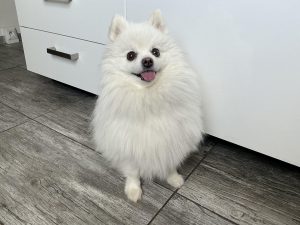 IMG 0032