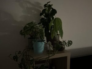 IMG 0035