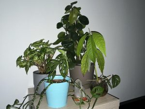 IMG 0037