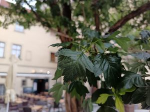 IMG 20240610 185233