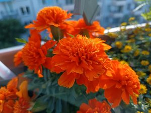IMG 20240611 031708