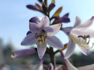 Realme GT 6 teleobjektiv