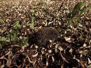 Realme GT 6 hlavní fotoaparát noční režim