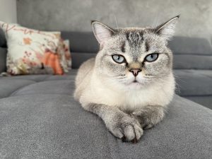 IMG 0042