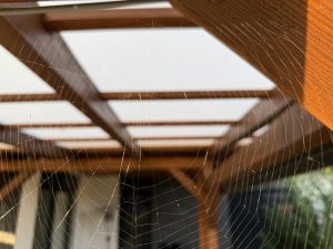 IMG 0052