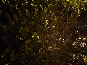 IMG 20240929 202217