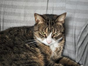 Fotografie z telefonu Xiaomi Mix Flip