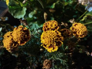 Fotografie z telefonu Xiaomi Mix Flip