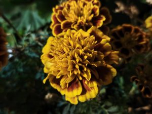 Fotografie z telefonu Xiaomi Mix Flip
