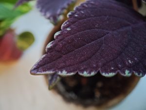 Fotografie z telefonu Xiaomi Mix Flip