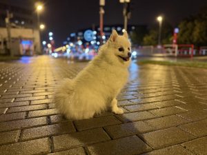 IMG 4152