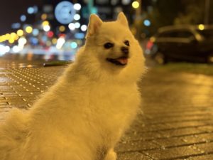 IMG 4153