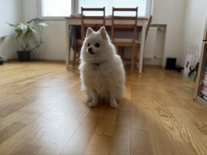 IMG 4191