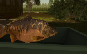 Screenshot ze hry Carp Fish Simulator