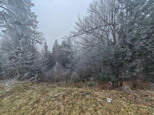 Img 20250117 085527