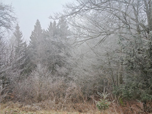 Img 20250117 085529