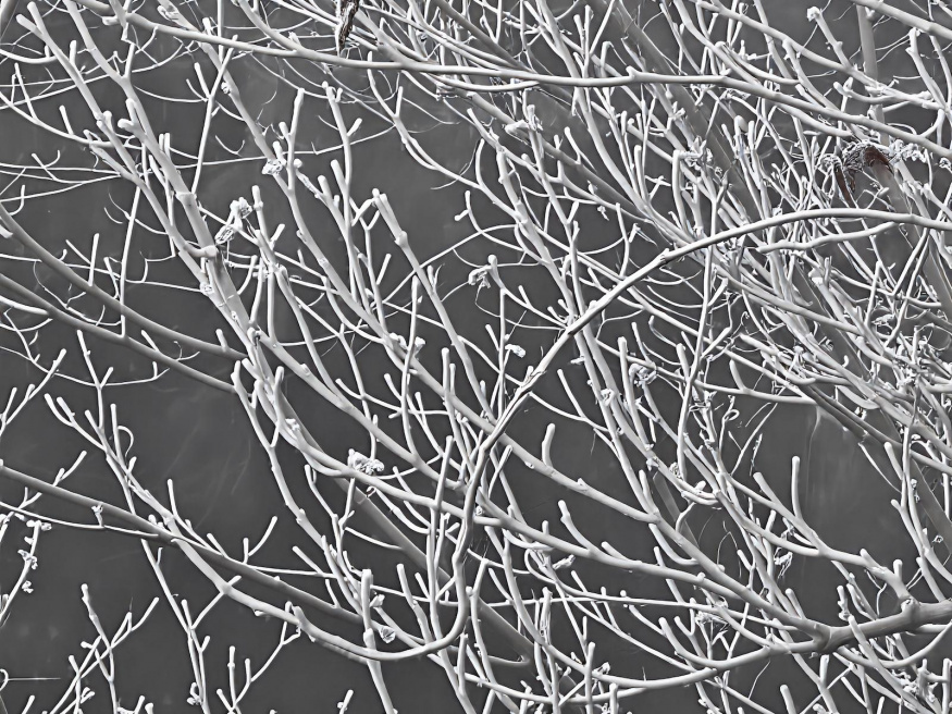 Img 20250117 090000 Enhance002 Cover