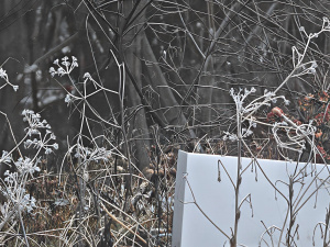 Img 20250117 090241 Enhance002 Cover