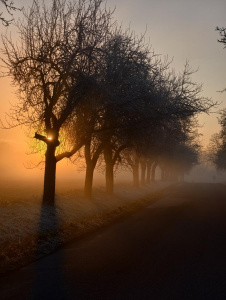 Fotografie pořízená telefonem Vivo X200 Pro