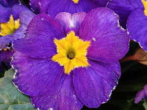 Testovací fotografie z telefonu Realme 14 Pro+