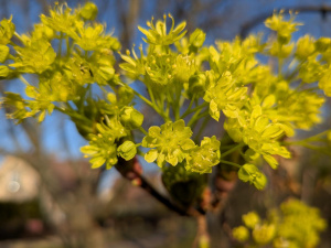 Pxl 20250412 162219439.macro Focus.mp