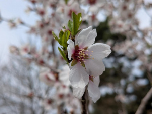 Pxl 20250413 122338164.macro Focus