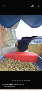 Screenshot 20250409 163739 Bird Buddy