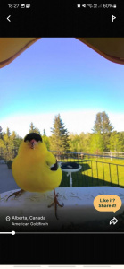 Screenshot 20250419 182701 Bird Buddy