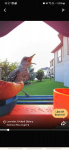 Screenshot 20250419 182707 Bird Buddy