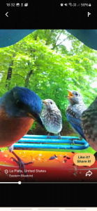 Screenshot 20250419 183206 Bird Buddy