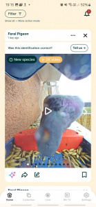 Screenshot 20250419 191541 Bird Buddy