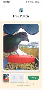 Screenshot 20250420 085313 Bird Buddy