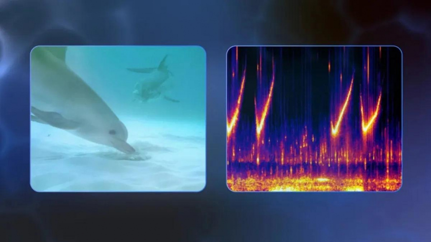 Data, se kterými pracuje AI DolphinGemma