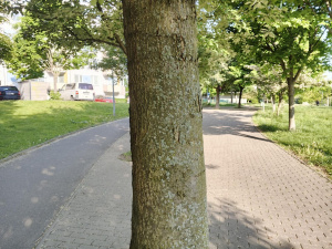 Img 20250514 065944 345