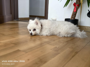Img 20241231 031759