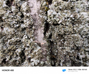 Img 20251116 142822 Img 20251116 142822