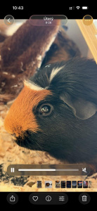 Video z živých fotografií na iPhonu Video z živých fotografií na iPhonu