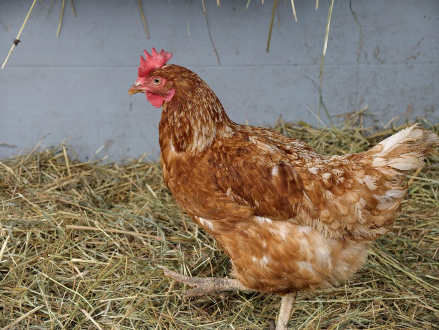 Vivo X300 Pro (3,5×) Vivo X300 Pro (3,5×)