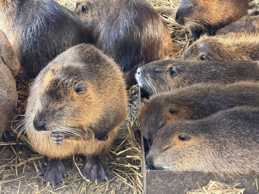 iPhone 17 Pro Max (4×) iPhone 17 Pro Max (4×)