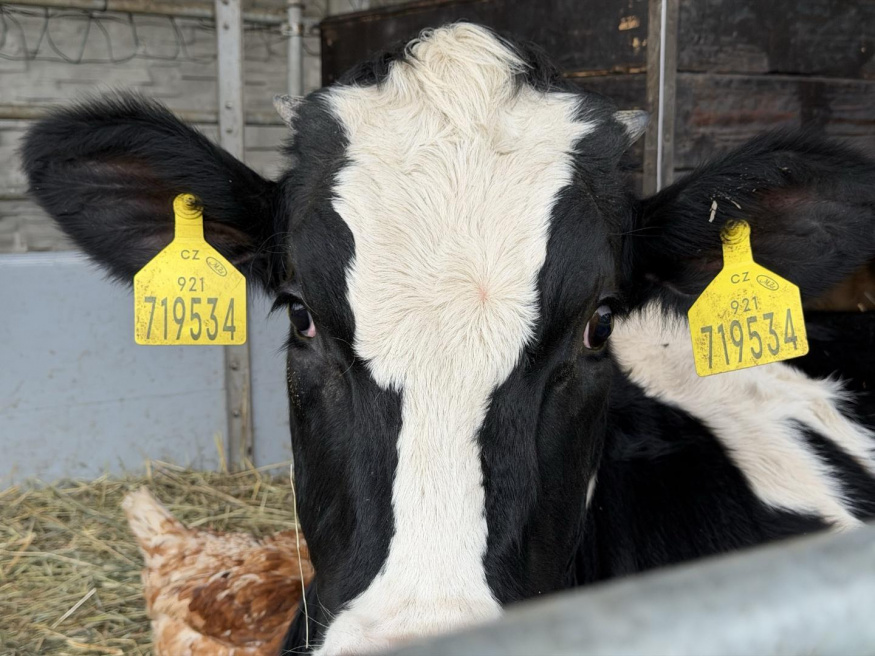 iPhone 17 Pro Max (2×) iPhone 17 Pro Max (2×)